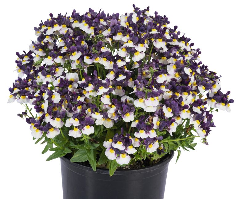 Nemesia - Escential: Elderberry