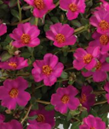 Portulaca - Mega Pazzaz: Purple