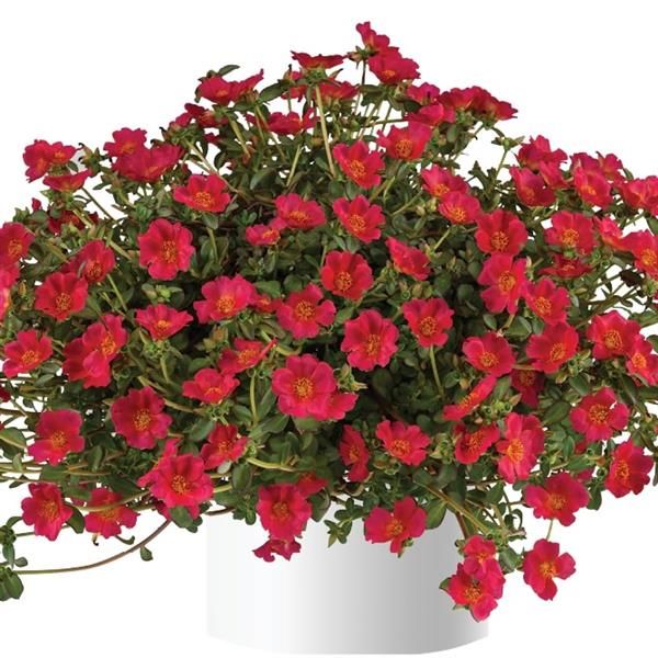Portulaca - Mega Pazzaz: Dark Pink
