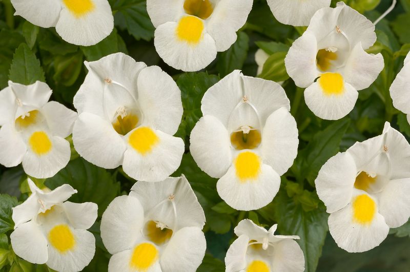 Torenia: White Moon
