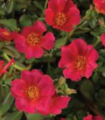 Portulaca - Mega Pazzaz: Dark Pink