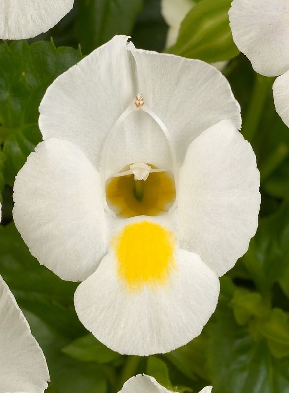 Torenia: White Moon Torenia: White Moon
