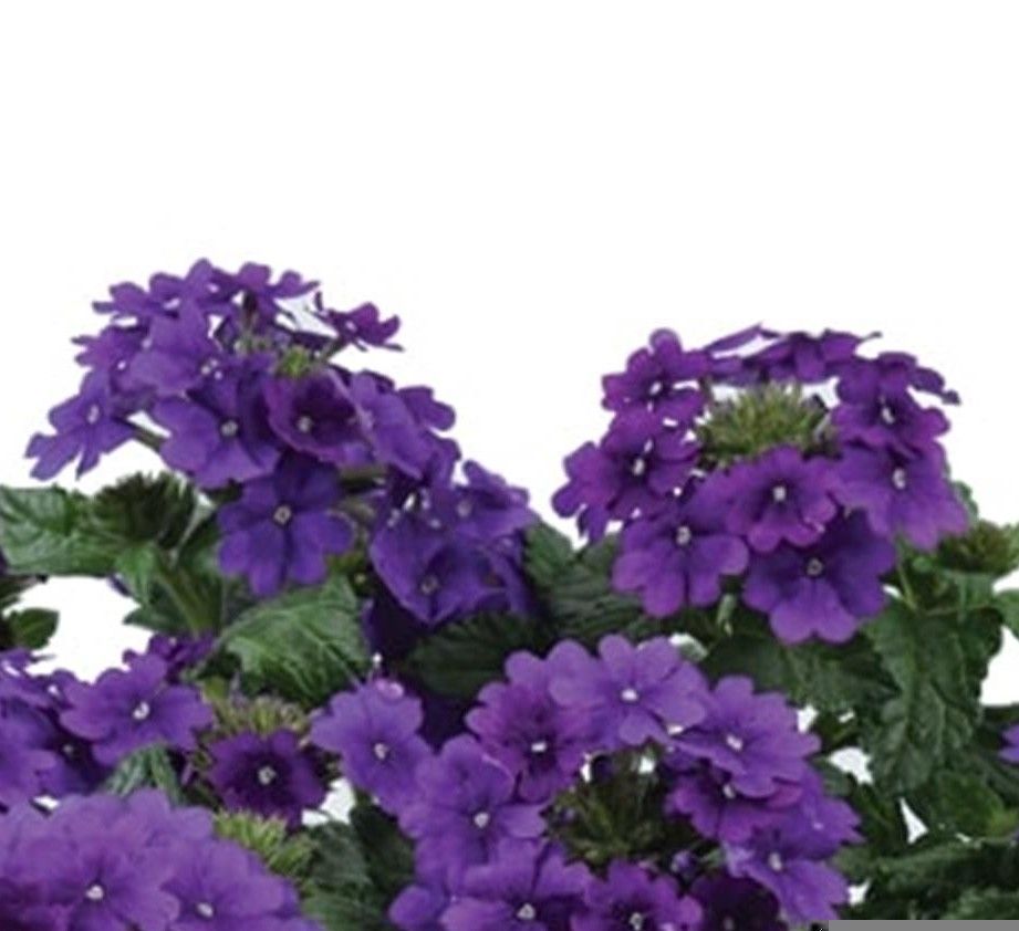 Verbena - Vanessa: Purple