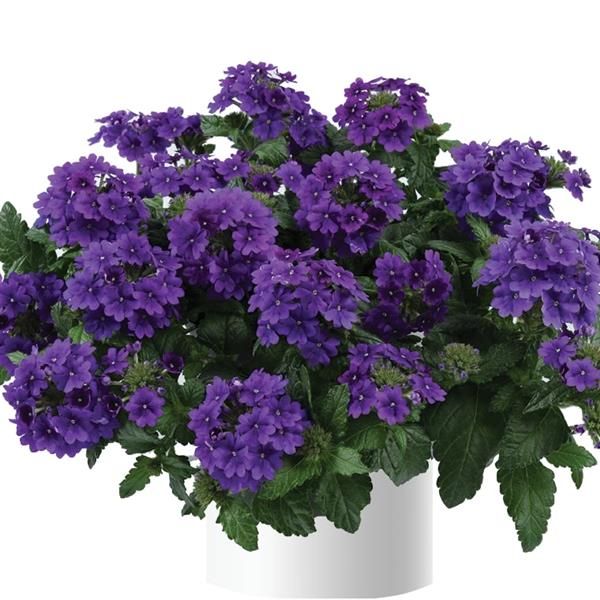 Verbena - Vanessa: Purple