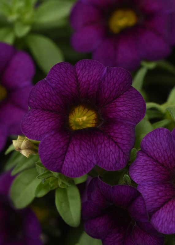 Calibrachoa - MiniFamous: Neo Dark Blue
