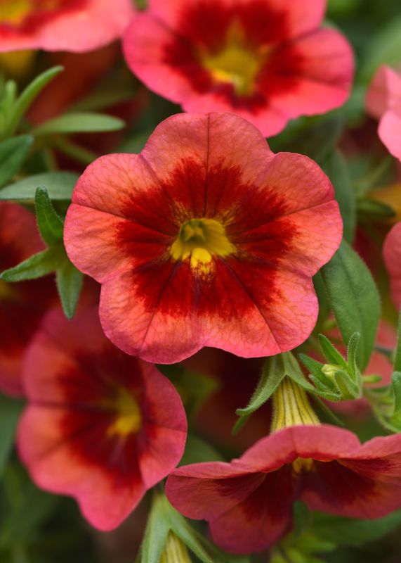 Calibrachoa - MiniFamous: Neo Coral Flash
