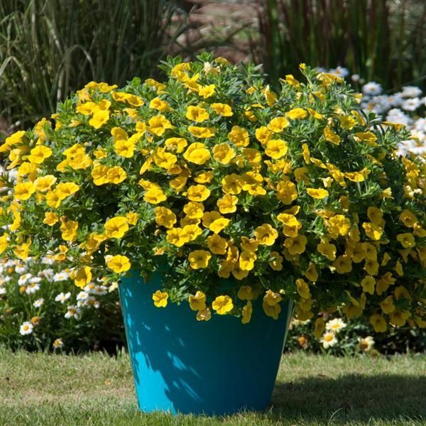 Calibrachoa - MiniFamous: Neo Deep Yellow