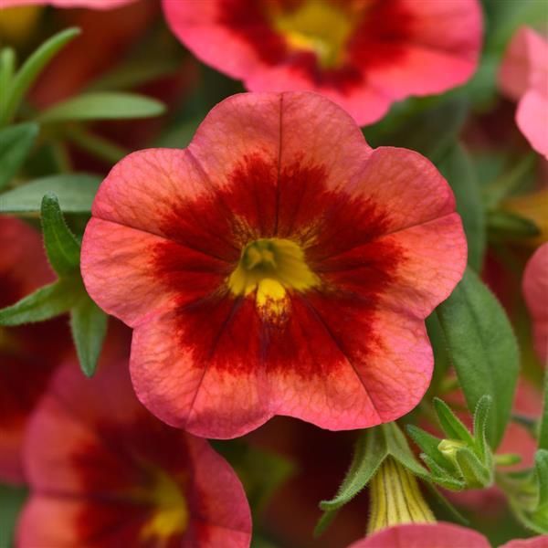 Calibrachoa - MiniFamous: Neo Coral Flash Calibrachoa - MiniFamous: Neo Coral Flash