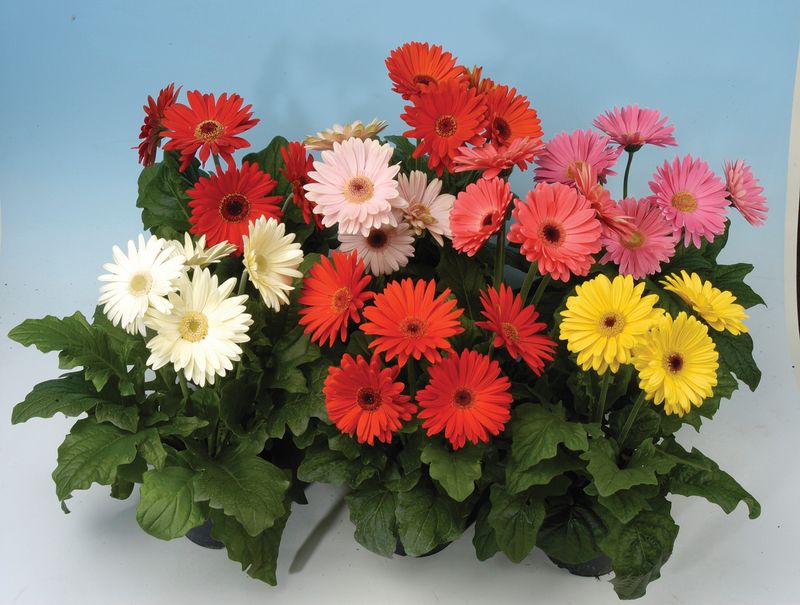 Gerbera - Mega Revolution: Mix