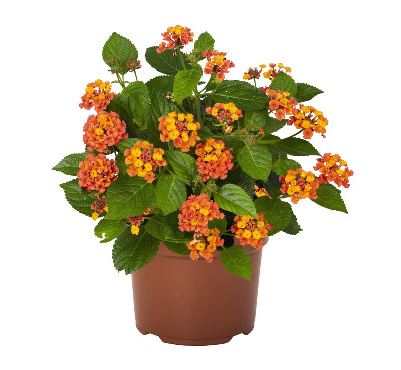 Lantana - Havana: Harvest Moon