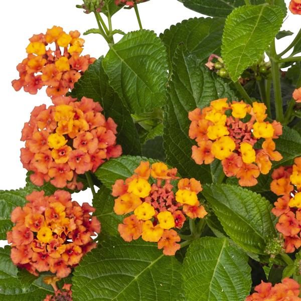 Lantana - Havana: Harvest Moon