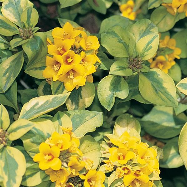 Lysimachia: Variegated (Variegated Creeping Jenny) Lysimachia: Variegated (Variegated Creeping Jenny)