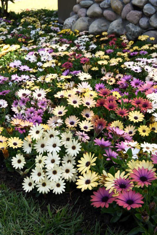 Osteospermum - Akila: Grand Canyon Mix