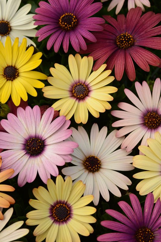 Osteospermum - Akila: Grand Canyon Mix Osteospermum - Akila: Grand Canyon Mix