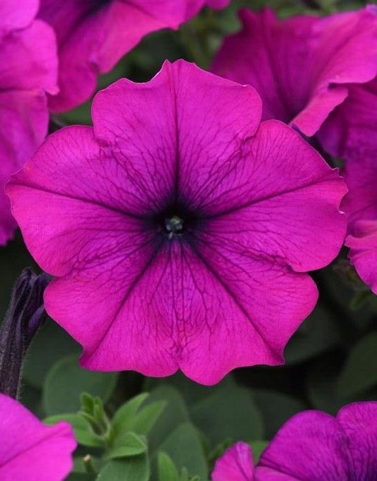Petunia - Easy Wave: Violet Petunia - Easy Wave: Violet