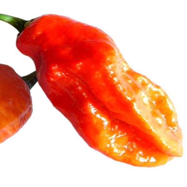 Pepper: Bhut Jolokia (Ghost)
