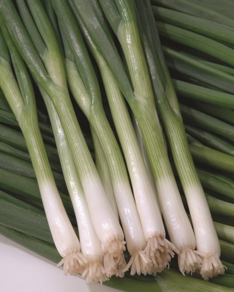 Onion: Green Banner (Bunching) Onion: Green Banner (Bunching)