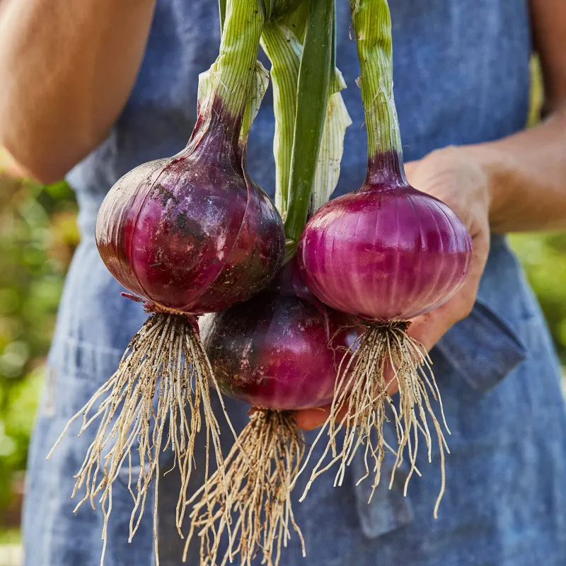 Onion: Ruby Red