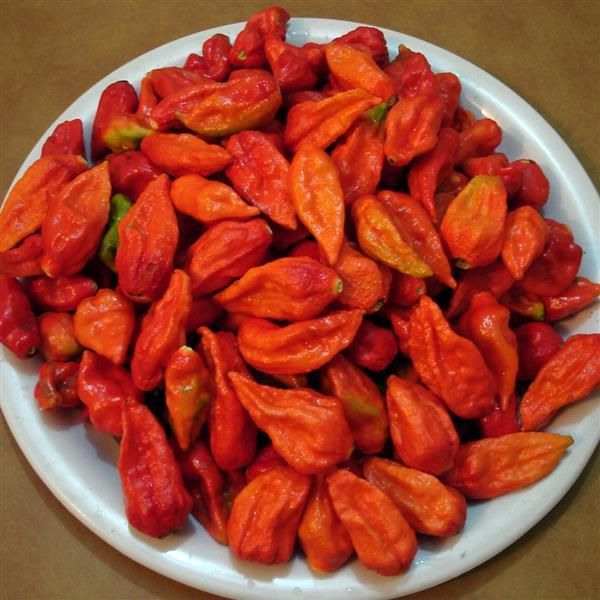 Pepper: Bhut Jolokia (Ghost)