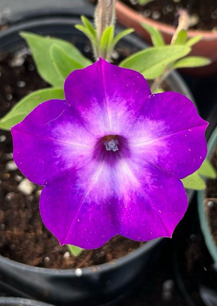Petunia - Supertunia: Tiara Blue