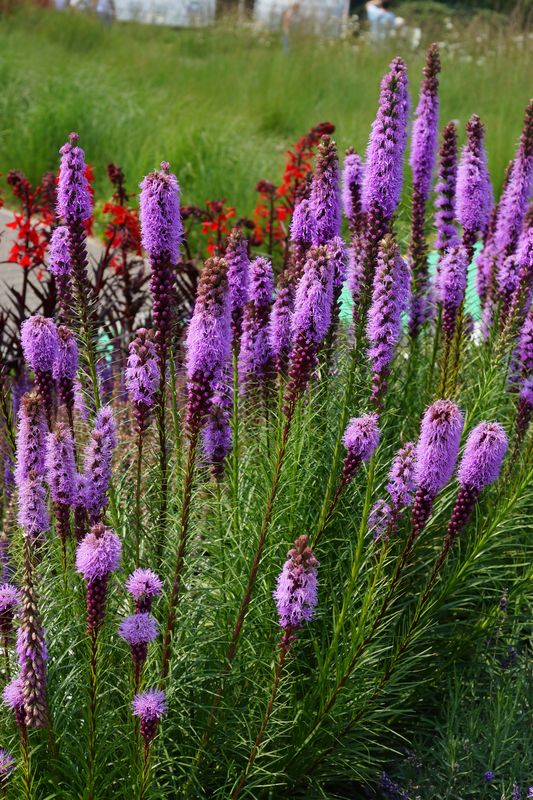 Liatris spicata: Kobold