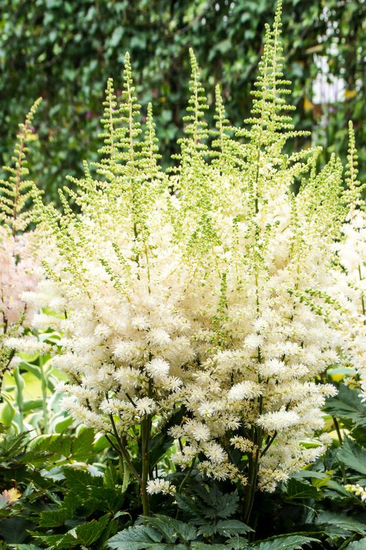 Astilbe: Visions in White Astilbe: Visions in White