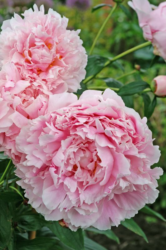 Peony: Pink Sarah Bernhardt