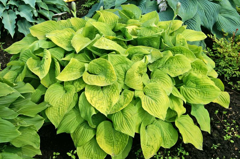 Hosta: August Moon