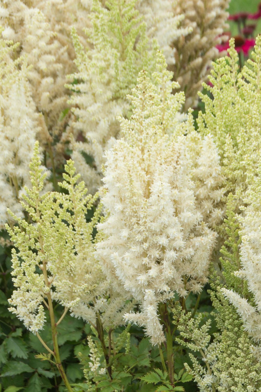 Astilbe: Ivory Pearls Astilbe: Ivory Pearls