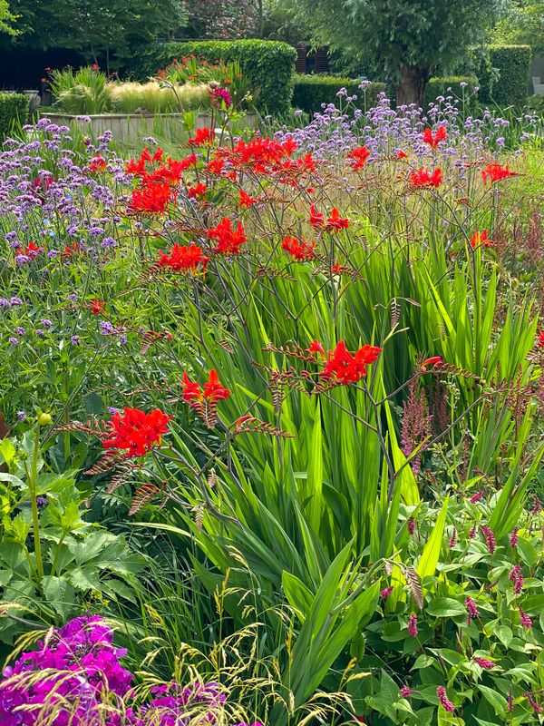 Crocosmia: Lucifer