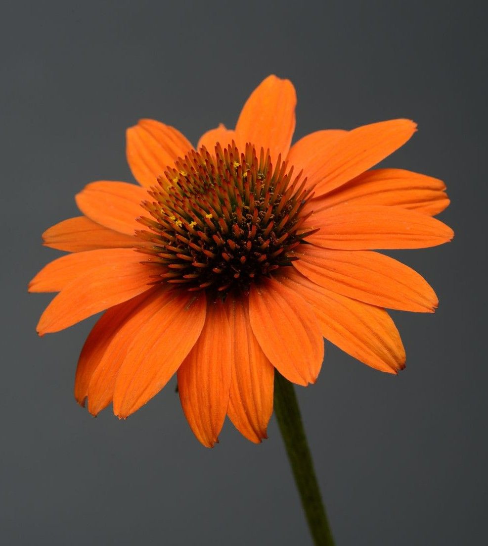Echinacea - Sombrero: Adobe Orange (Coneflower)