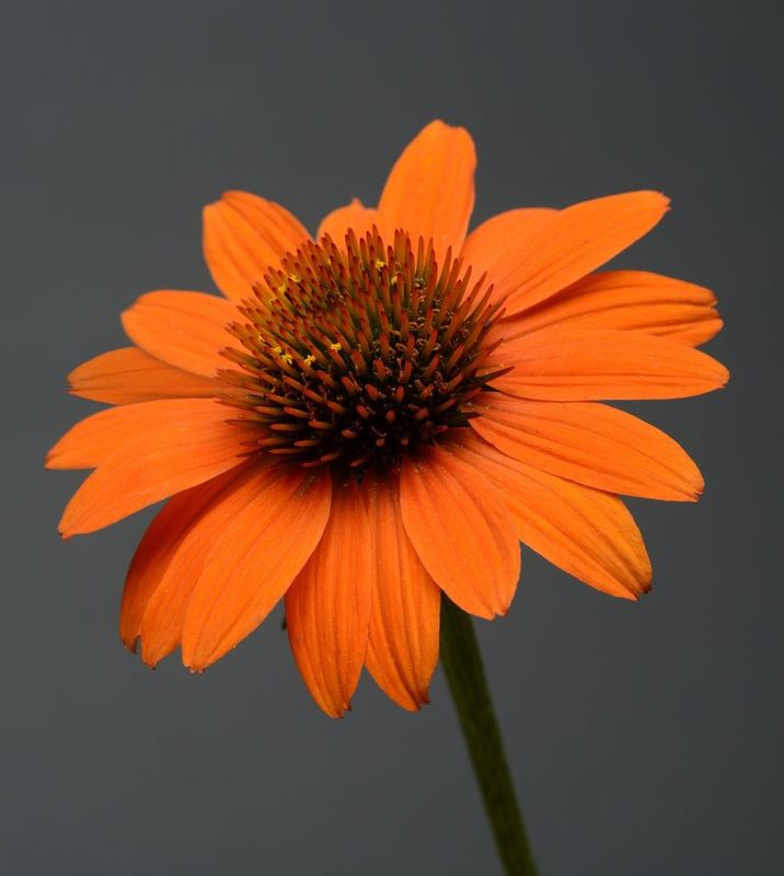 Echinacea - Sombrero: Adobe Orange (Coneflower) Echinacea - Sombrero: Adobe Orange (Coneflower)