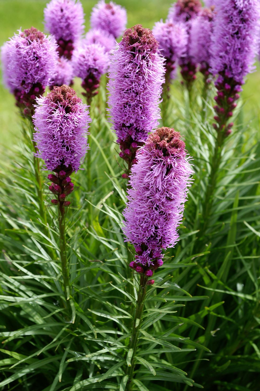 Liatris spicata: Kobold