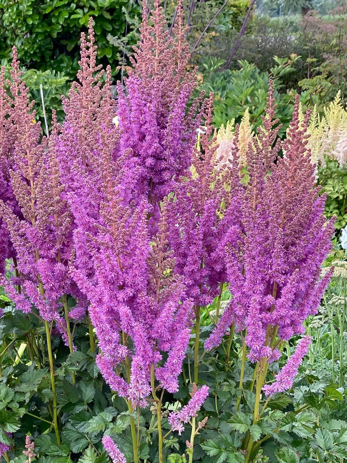 Astilbe: Black Pearls Astilbe: Black Pearls