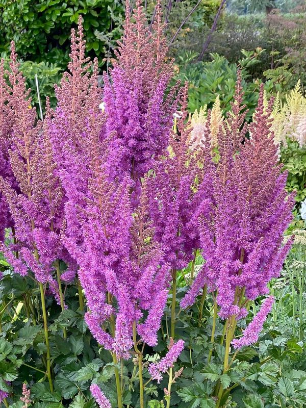 Astilbe: Black Pearls Astilbe: Black Pearls