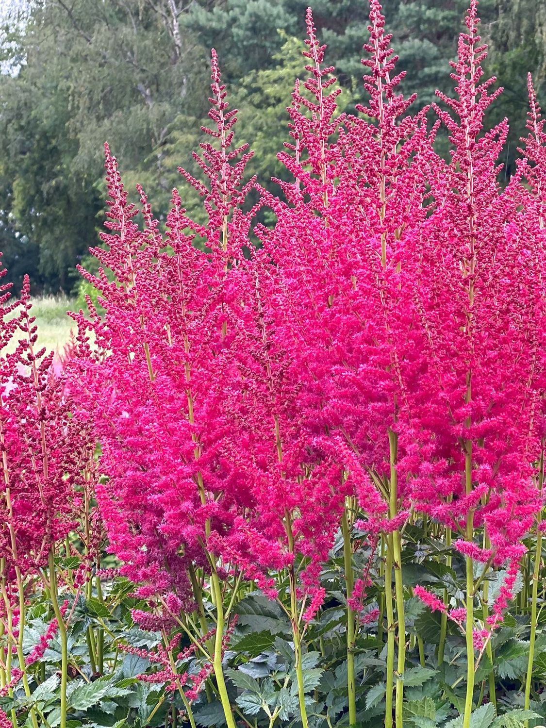 Astilbe: Hot Pearls Astilbe: Hot Pearls