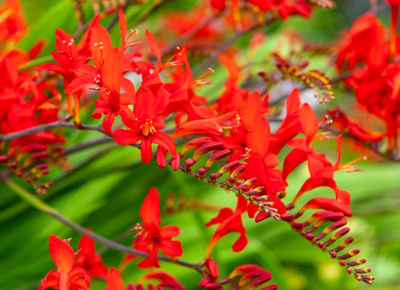 Crocosmia: Lucifer Crocosmia: Lucifer