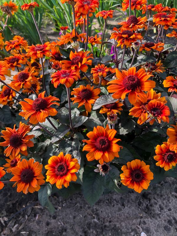 Heliopsis: Luna Roja