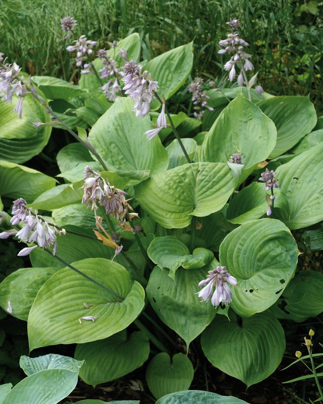 Hosta: Sum and Substance