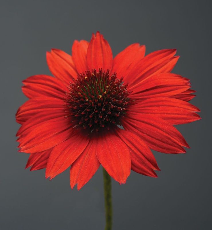 Echinacea - Sombrero: Salsa Red (Coneflower) Echinacea - Sombrero: Salsa Red (Coneflower)