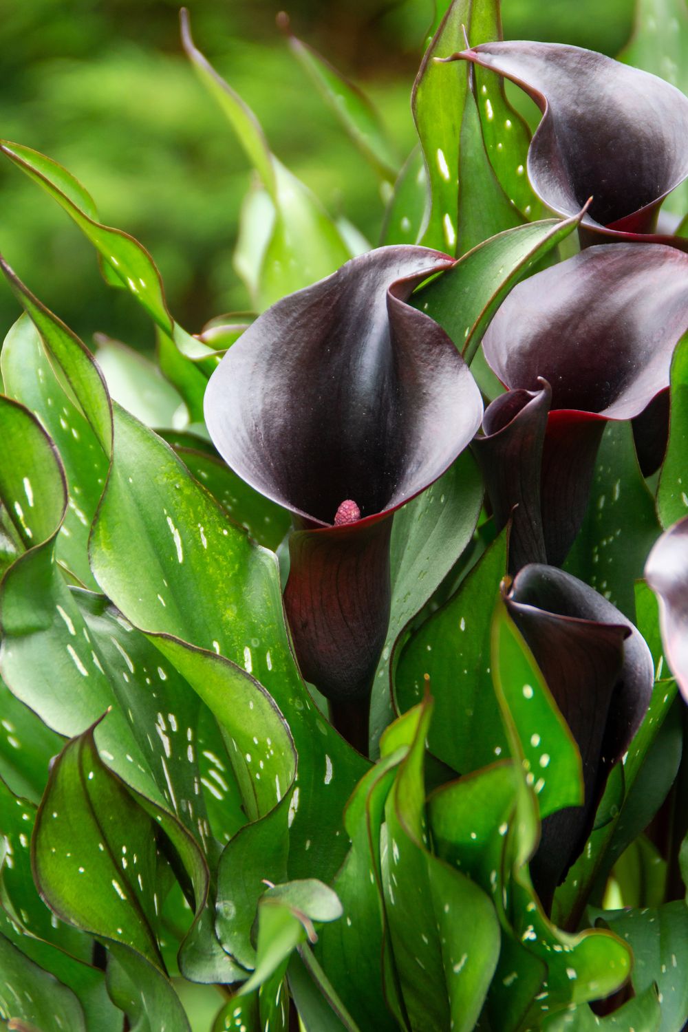 Calla Lily: Arabian Night Calla Lily: Arabian Night