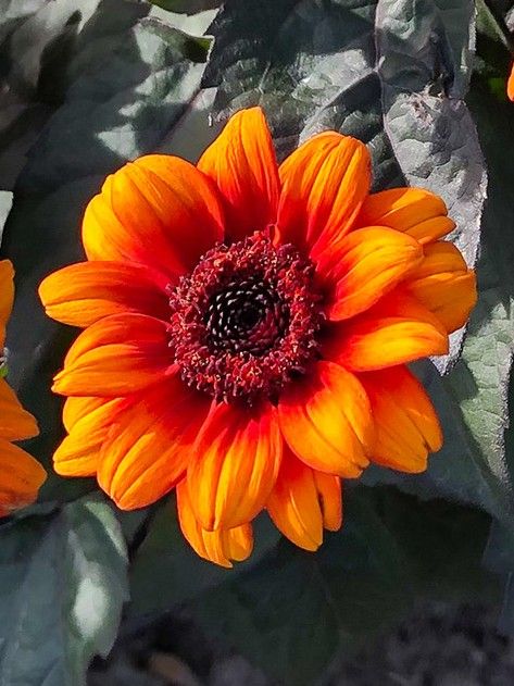 Heliopsis: Luna Roja Heliopsis: Luna Roja