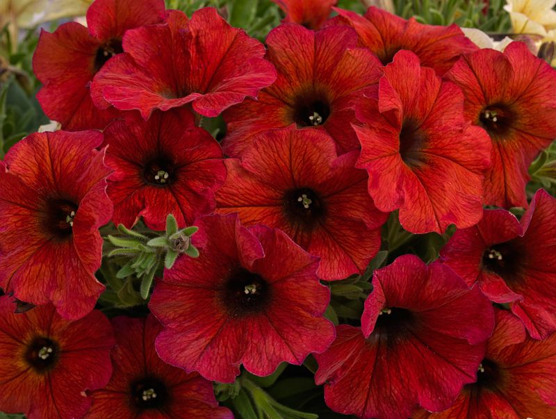 Petchoa - SuperCal: Premium Bordeaux Petchoa - SuperCal: Premium Bordeaux