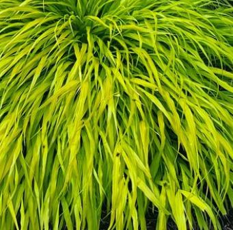 Hakonechloa: All Gold