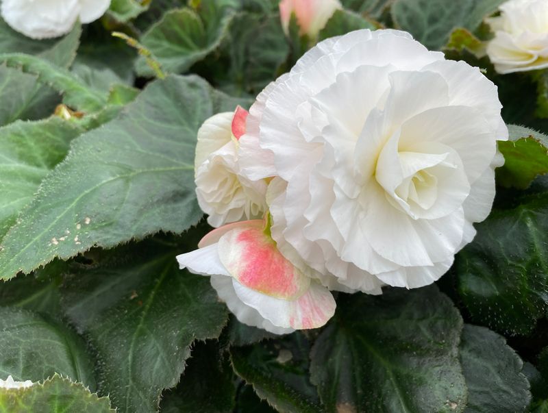 Begonia - Nonstop: Appleblossom