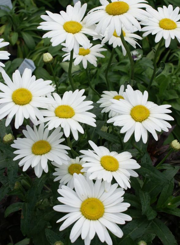 Shasta Daisy: Becky