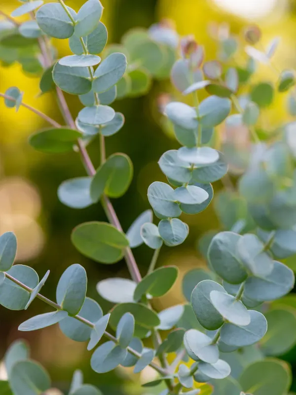Eucalyptus - Gunnii: Silver Drop Eucalyptus - Gunnii: Silver Drop