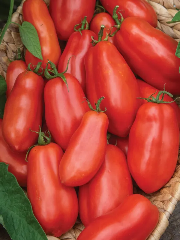 Tomato: San Marzano