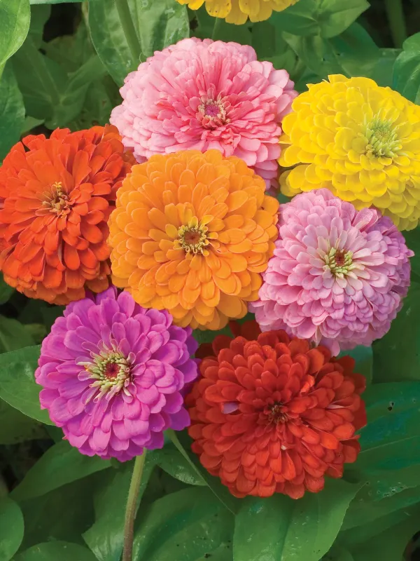 Zinnia: Benary's Giant Mix Zinnia: Benary's Giant Mix