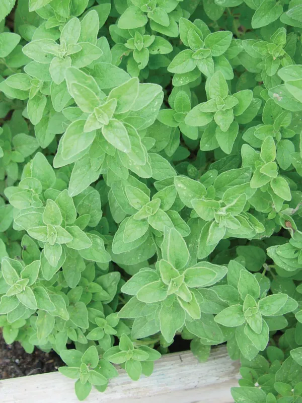 Oregano: Italian